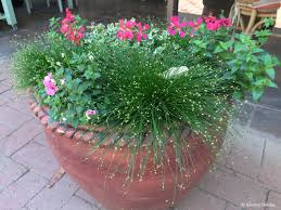 Image result for Isolepis