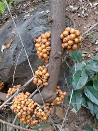 Image result for Uvaria afra