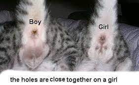 Female kittens have a lesser anogenital distance than do males, so you can use the distance to distinguish the sexes. 3rdg 101 Study Guide 2014 15 Niles Instructor Niles At Piedmont Technical College Studyblue Pregnant Cat Baby Black Cat Cool Cat Toys