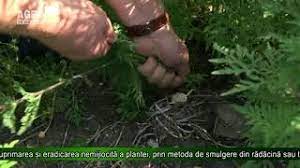 Genul acesta cuprinde aproximativ treizeci de specii de plante anuale sau perene. Ambrozia O PlantÄƒ PericuloasÄƒ Youtube