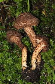 Image result for Inocybe hystrix