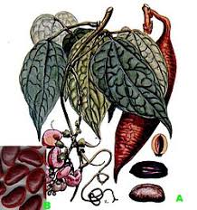 Image result for Physostigma mesoponticum