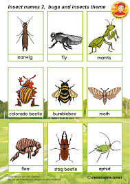 Already prepared sets of insects picture cards in other languages Bugs And Insects Kindergarten Expert