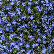Image result for Lobelia lobata