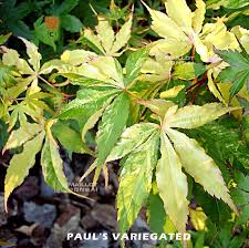 Drought tolerant once established and adaptable to city growing conditions. Acer Amoenum Paul S Variegated From Maillot Erable The Store Maillot Erable