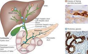 Check spelling or type a new query. The Biliary Tree A Reservoir Of Multipotent Stem Cells Nature Reviews Gastroenterology Hepatology