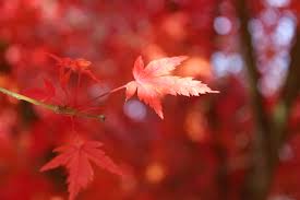 Identification leaf tree seed trees leaves ohio chart guide identify midwest shrubs books seeds survival maple identifying plant native clipart. Kiki Maple