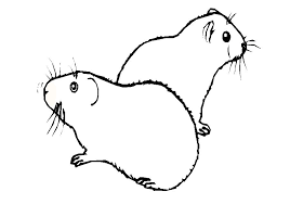 coloriage cochon d inde clip art library de mouton
