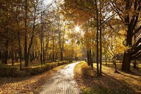 A Light In The Forest Worldwide Kosher
