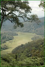 Image result for Rytigynia ruwenzoriensis