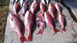 You may want to take out the fish from the water or keep them in the water. Ready For Red Snapper Alabama Looks To Bigger Catch From Longer Season Expanded Waters Yellowhammer News Yellowhammer News