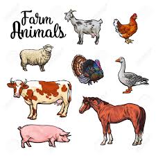 Starting and maintaining an animal farm is a good way to get food, wool and other basic needs. Farm Animals Cow Pig Chicken Goose Poultry Livestock Color Royalty Free Cliparts Vectors And Stock Illustration Image 55508467