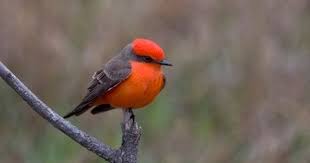Brown Birds Of East Texas Vermilion Flycatcher Vermilion Flycatcher Flycatcher Bird Life List
