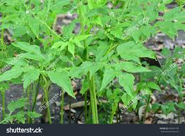 Image result for Tacca leontopetaloides