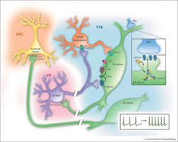 Alcohol, for example, blocks the nmda receptors. Synaptic And Intrinsic Plasticity In The Ventral Tegmental Area After Chronic Cocaine Sciencedirect