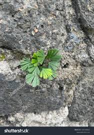 Image result for Actiniopteris radiata