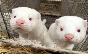 Вину на себя взял артем голубев. Zverohozyajstva V Rossii Ocenili Plany Danii Unichtozhit Norok Iz Za Covid Obshestvo Rbk