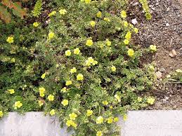 Fingerstrauch Goldteppich Potentilla Fruticosa Goldteppich Fur Niedrige Hecken Und Als Bodendecker Bodendecker Graser Im Garten Gartenpflanzen