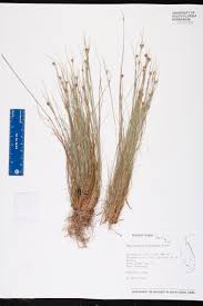 Image result for Rhynchospora gracillima