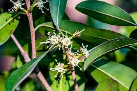 Image result for Holothrix macowaniana