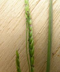 Image result for Eriochloa procera