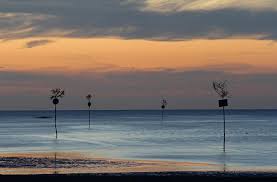 Rock Harbor Clam Trees