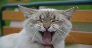 Check spelling or type a new query. My Cat Is Oozing Drooling A Very Foul Smelling Mucous Like Slime From His Mouth He Has Trouble Eating And Facial Tremors Petcoach