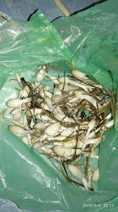 Pemberian bahan organik kompos jerami padi dan abu sekam padi dalam memperbaiki sifat kimian tanah ultisol serta pertumbuhan tanaman jagung. Sawahku Tak Mau Tumbuh Lagi Jamur Jerami Padi Steemit
