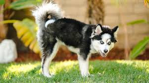 You can also get an f1b generation by breeding an f1 pom pom husky with a purebred pomeranian or husky. Pomsky Breed Information Pomeranian Siberian Husky Mix