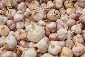 This aromatic vegetable has passed its prime. 324 Bad Garlic Photos Free Royalty Free Stock Photos From Dreamstime