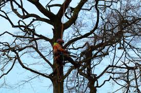 Top Tree Surgeon Cork - Professional & Affordable Tree Services