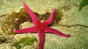 Bloody henry starfish | The Wildlife Trusts