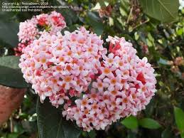 Image result for Rogiera amoena