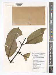 Image result for Craterispermum