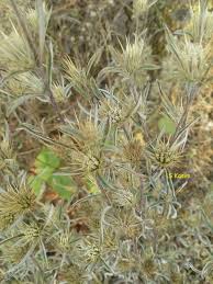 Image result for Dicoma