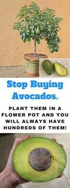 How To Grow An Avocado Tree In A Small Pot At Home Organic Gardening Avocado Plant Growing An Avocado Tree Plants