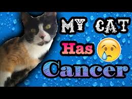 My cat has cancer when do i put him down how to shrink a tumor in a cat feline cancer life expectancy tumors in cats pictures signs of stomach cancer in people also ask. My Cat Has Cancer Youtube