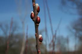 Image result for Goat Willow