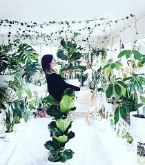 Plant Overload Who Can Relate By Meeschmid Plantladyhit That Follow Button For More Inspo Sprigandwest Plants Plant Leaves Instagram