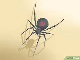 Black widow spiders are probably the scariest pest living in michigan. How To Get Rid Of Black Widow Spiders With Pictures Wikihow
