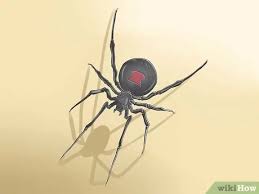 The false widow spider is often mistaken for its much more dangerous distant cousin, the black widow. How To Get Rid Of Black Widow Spiders With Pictures Wikihow