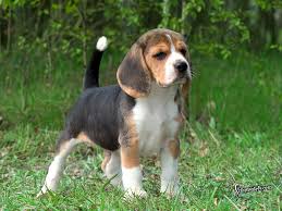 Puppies are ready for adoption, vaccinations up to date and dewormed. 62 Beagle Puppy Wallpaper On Wallpapersafari