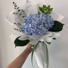 The old lady cactus (mammillaria hahniana) is native to mexico and named for the fine white hairs that cover the bulk of the cactus. 130 Aestetic Flowers Ideas Flowers Flower Aesthetic Beautiful Flowers