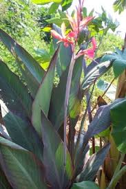 Bird Of Paradise Plant For Sale Near Me Canna Lily Bird Of Paradise Live Plant Cannaceae Indoor Flowering Plants Birds Of Paradise Plant Plants