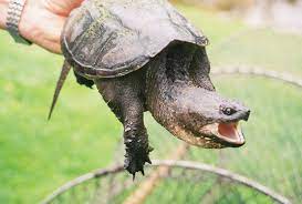 You can expect that a juvenile snapping turtle will get from 2 to 3 inches in very short period of time. Common Snapping Turtle