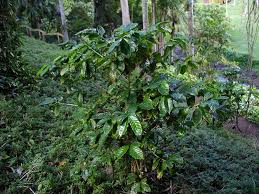 Image result for Coffea