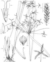 Image result for Cyperus ajax