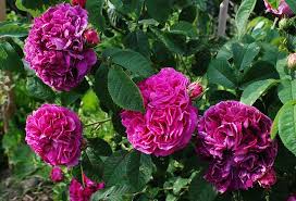 'charles de mills' rose description. Historische Rose Charles De Mills Beste Sorten Rosen Wissen