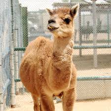0 ratings0% found this document useful (0 votes). Joy For World S First Camel And Llama Cross Metro News