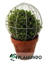 Formschnitt Schablone Kugel Von Burgon Ball Plamundo Garten Shop Formschnittgartnerei Pflanzen Buche Baum